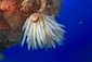 Squid eggs